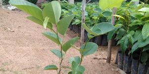 Red Sandalwood Plants
