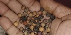 White Sandalwood Seeds
