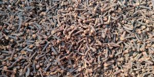 Clove Maida (Maidagascar)