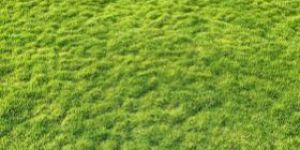 Natural Lawn Grass