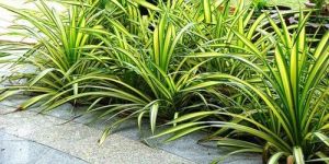 Pandanus Veitchii Plants