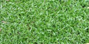 Passfolma Lawn Grass