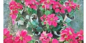 Poinsettia Flower Plants