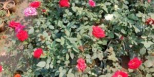 Rose Flower Plants