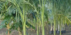 Royal Palm Plants