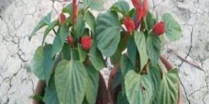 Salvia Flower Plants