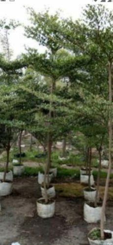 Terminalia Mantaly Plants