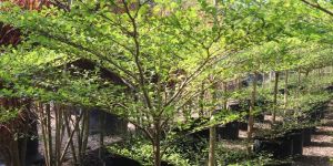 Terminalia Palm Plants