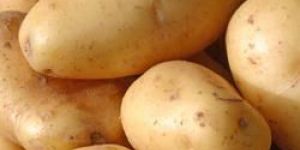 3797 Potato