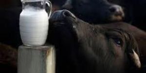 Buffalo Milk