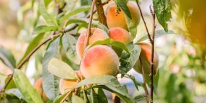 Peach Plants