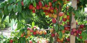 Plum Plants