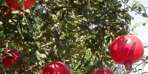 Pomegranate Plants