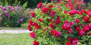 Rose Plants