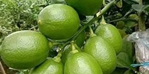 Seedless Lemon Plants