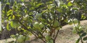 Taiwan Guava Plants