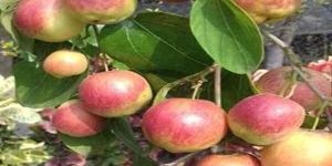 Thai Apple Ber Plants