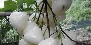 White Jamun Plants