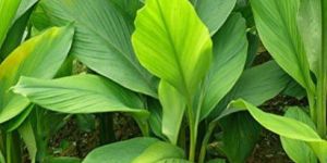 Yellow Turmeric Plants