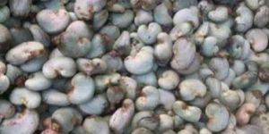 Raw Cashew Nut