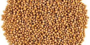 Yellow Mustard Seeds