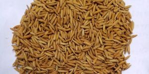 paddy seed(4094- bengal special)
