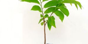 Custard Apple Plants