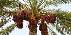 Date Palm Plants