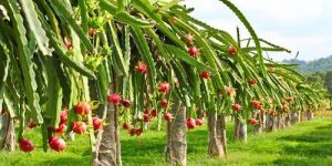 Dragon Fruit Plants