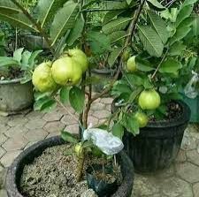 Guava Plants
