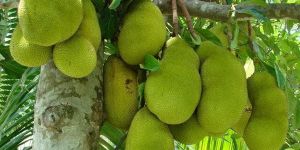 Jackfruit Plants