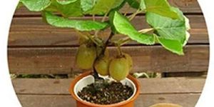 Kiwi Plants