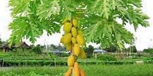 Papaya Plants