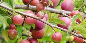 Plum Plants