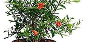 Pomegranate Plants