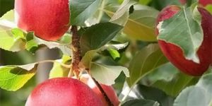 Red Apple Plants