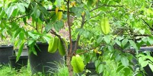 Star Fruit Plants