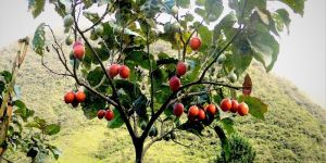 Tamarillo Plants