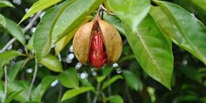 Nutmeg Plants