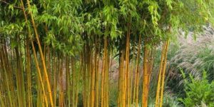 Phyllostachys Bamboo Plants