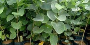 Red Sandalwood Plants