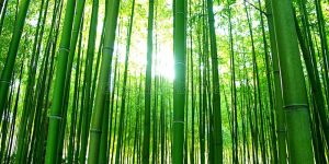 Sikkimensis Bamboo Plants