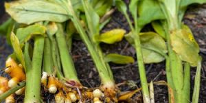 Turmeric Plants
