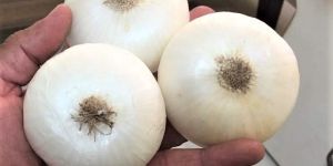 White Onion