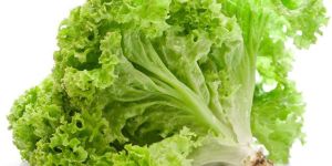 Organic Lettuce