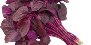 Organic Red Amaranth Leaves