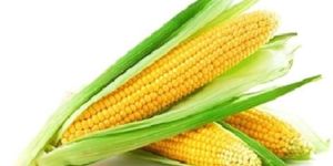 Organic Sweet Corn