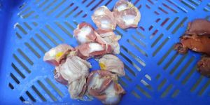 Fresh Chicken Gizzards
