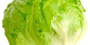 Fresh Iceberg Lettuce