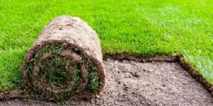 Bermuda Grasses Carpet